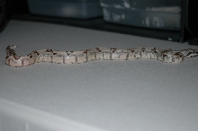 Harlequin Hypo