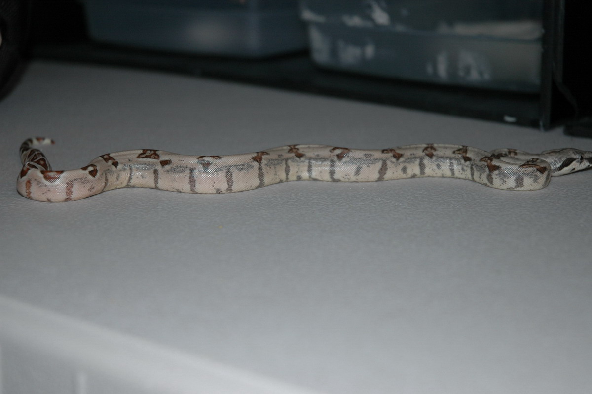 Harlequin Hypo