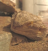 Sleeping dragon