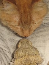 Face Off!