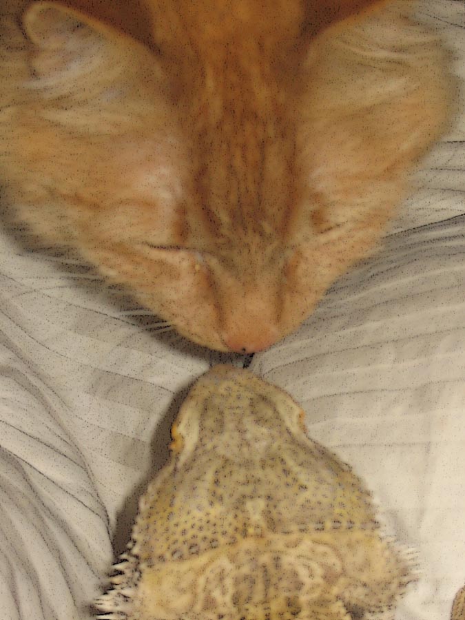 Face Off!