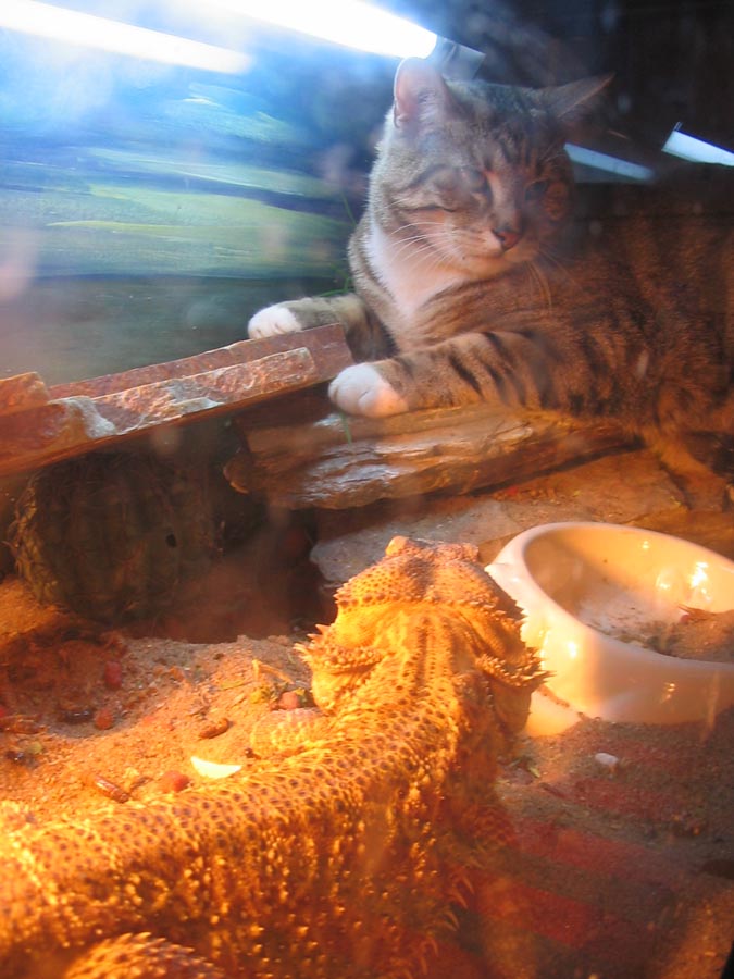 I Hate Visitors!