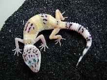 Genetic Hypo