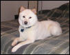 Bennie on my Bed