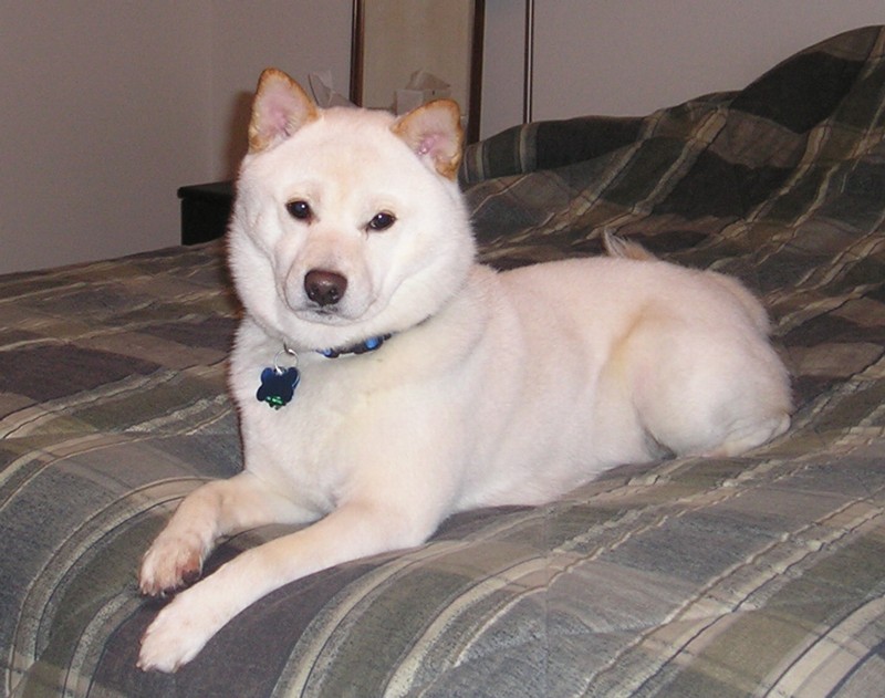 Bennie on my Bed