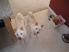 Bennie And Koda