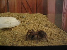 Baby Grammostola aureostriata
