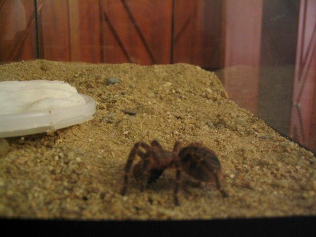 Baby Grammostola aureostriata