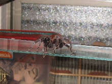 Grammostola mollicoma