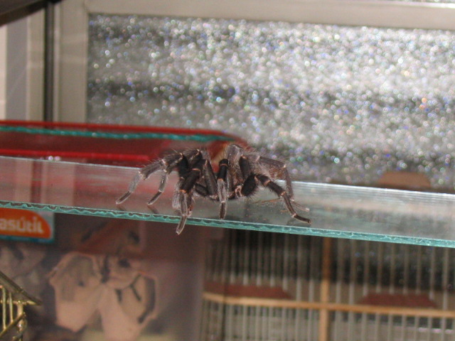Grammostola mollicoma