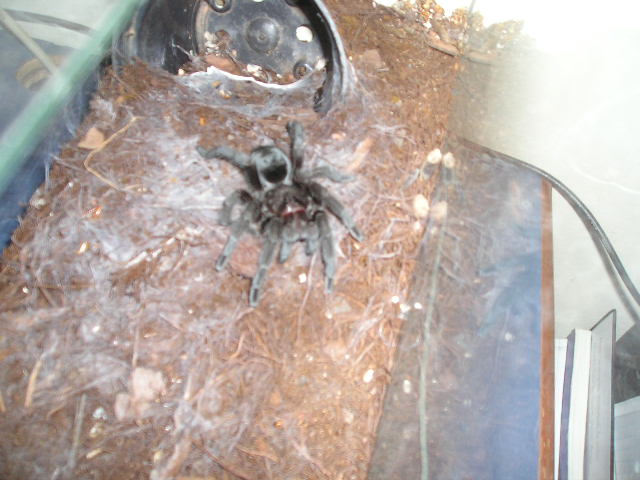 Grammostola pulchra, sub-adult