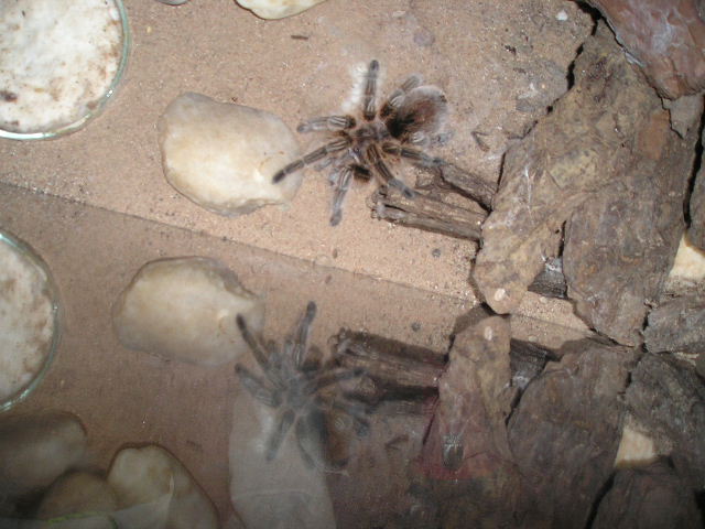 female Grammostola rosea