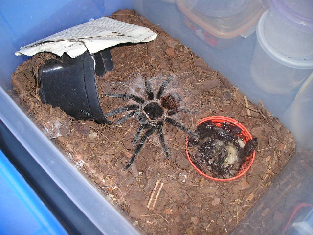 Lasiodora itabunae