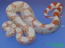 Boa constrictor albino