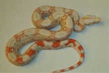 Boa constrictor imperator albino sharp line