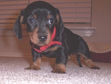 Bailey at 7 weeks