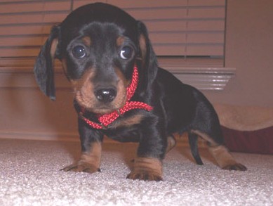 Bailey at 7 weeks