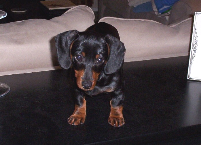 Bailey on table