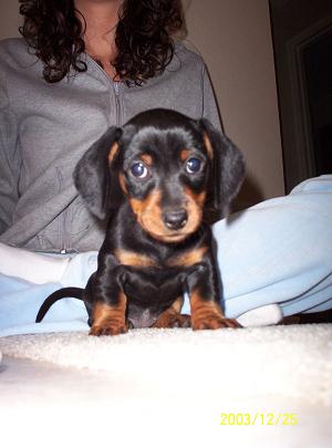 Bailey Puppy