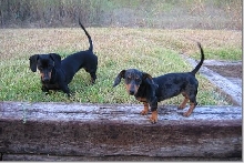 Bailey & Ginger