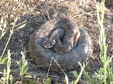 Crotalus 2