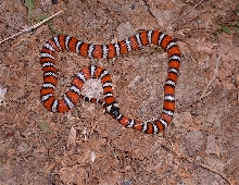 Zonata 1