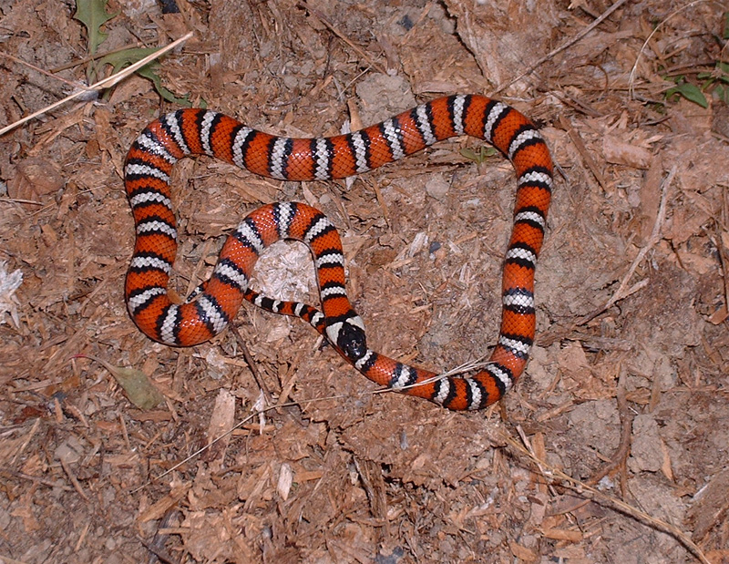 Zonata 1