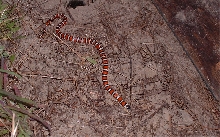 zonata 2