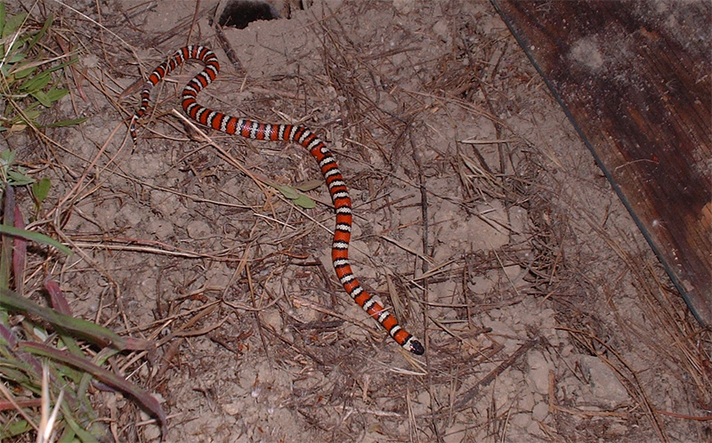 zonata 2