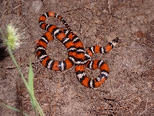zonata 4