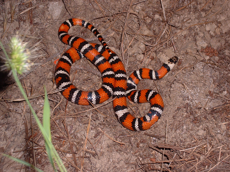 zonata 4