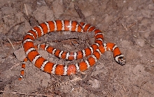 zonata 3