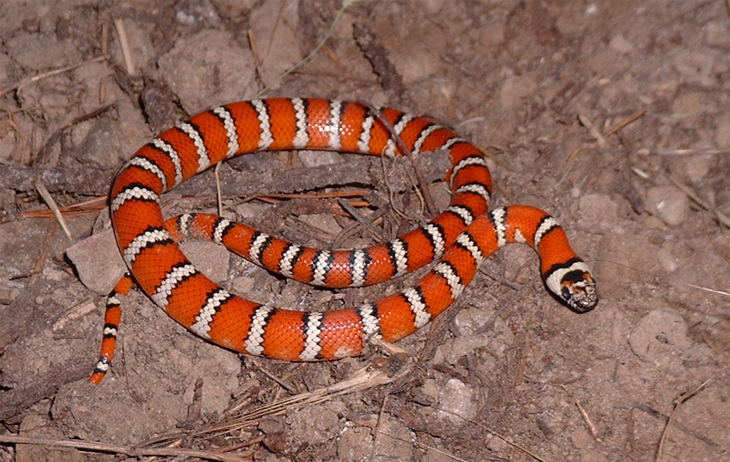 zonata 3