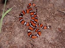 Zonata 6