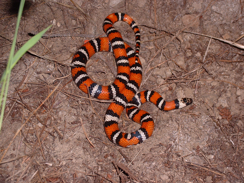 Zonata 6