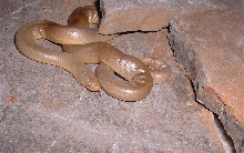 bottae 1