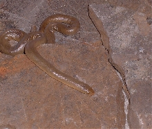 bottae 2