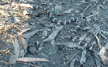 Adult getulus