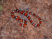 zonata 5