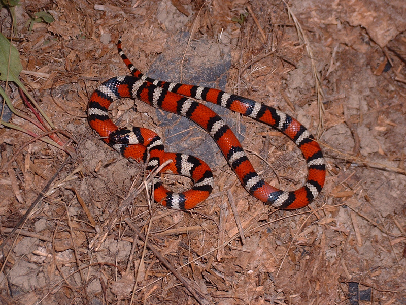 zonata 5