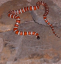 Gravid zonata
