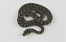 AG5-14-05male