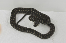 AG5-14-07female