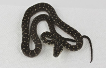AG5-14-09male