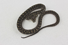 AG5-14-10female
