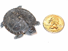 hatchling eastern box turtle