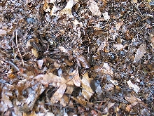 Box turtle emerging brumation