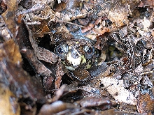 Box turtle emerging brumation #2
