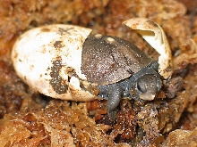 Eastern Box Turtle hatching