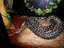 diamond jungle copulating